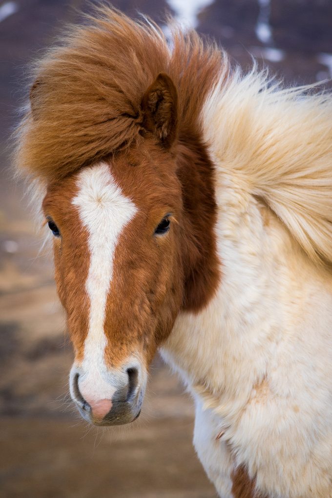 Horses-soft-blonde-V2