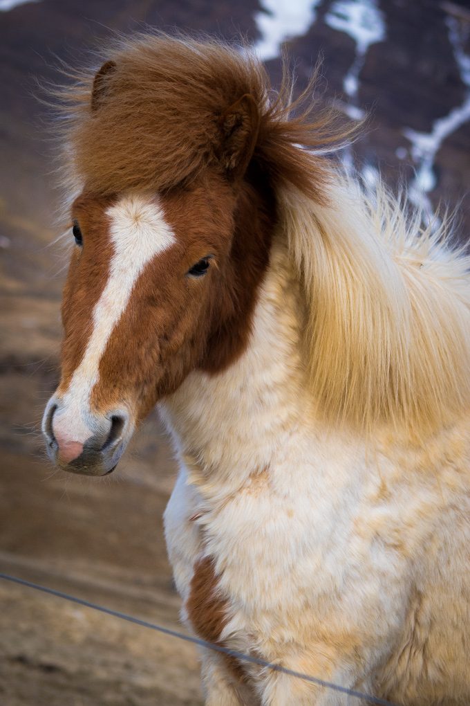 Horses-soft-blonde-V