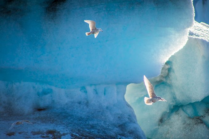 Jökulsárlón, Iceland