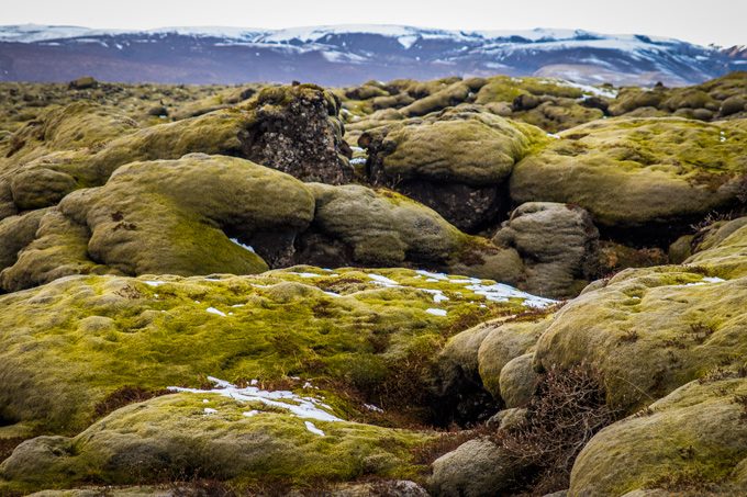 Mts-moss-lava-tubes-H2