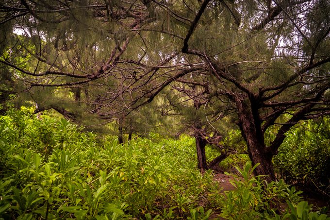 1000-steps-pine-trees-H