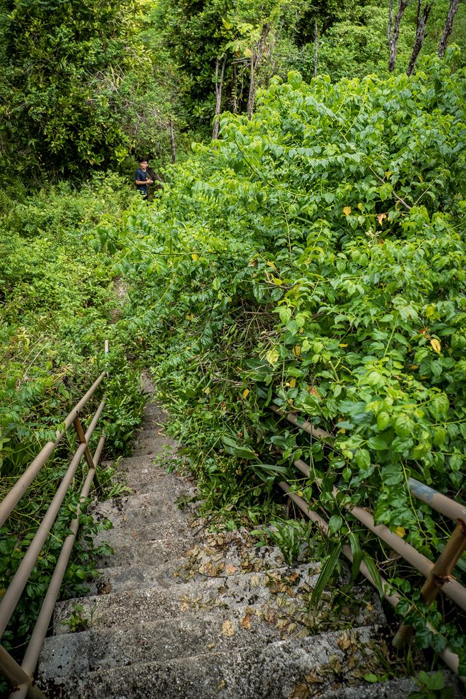 1000-steps-steps-trees-V