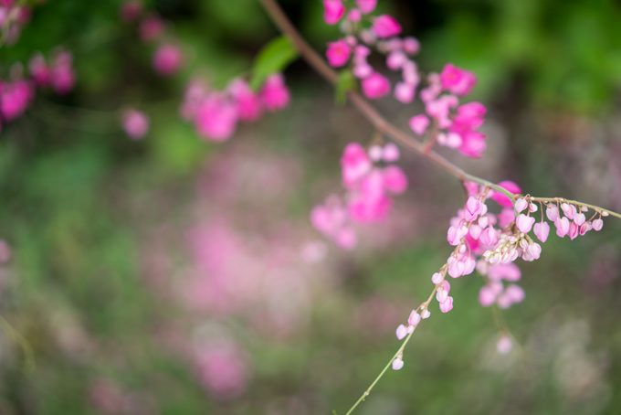 Pink-Flowers-H