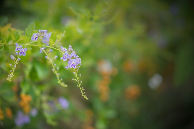 Purple-Flowers-H