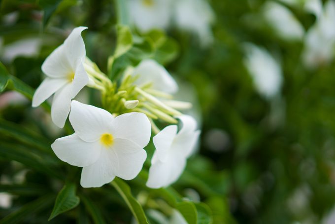 White-Flowers-H