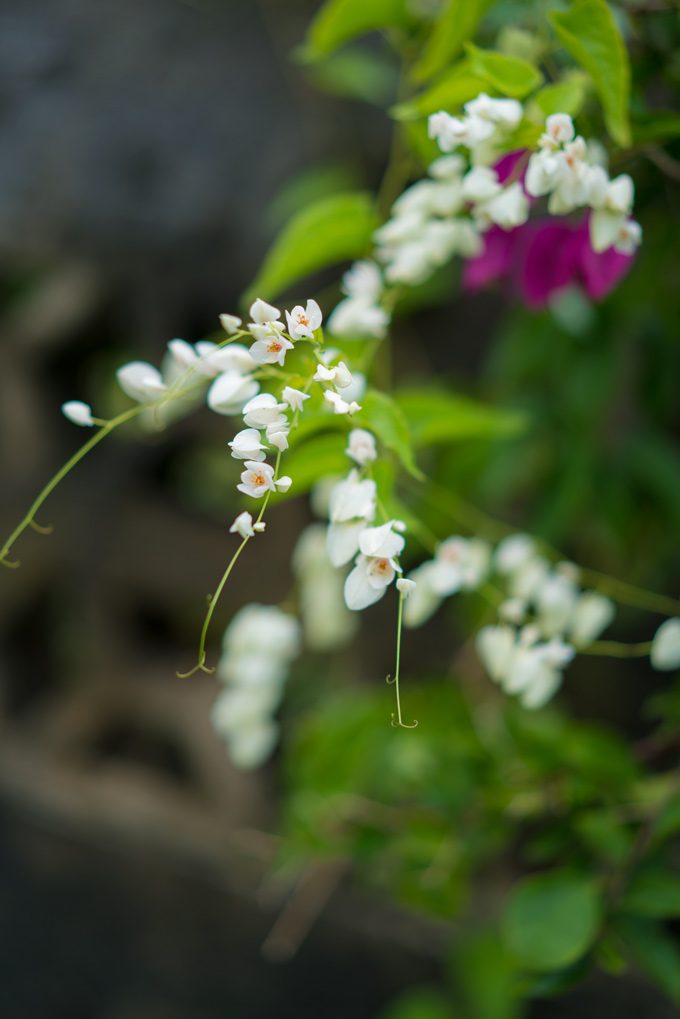 White-Flowers-V