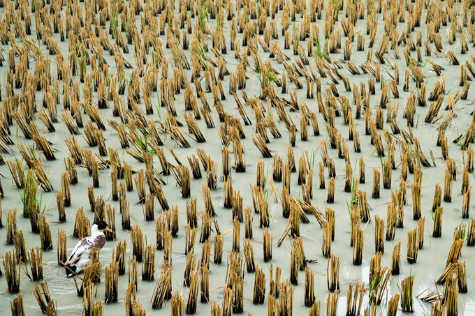 Duck swimming in rice paddy in Zhangjiajie, China