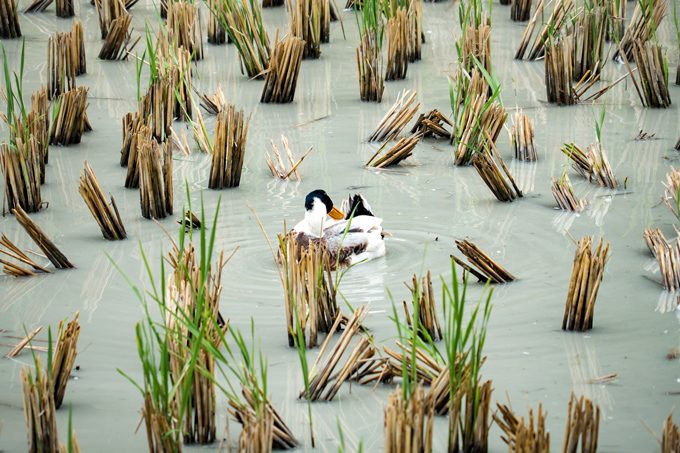 Duck swimming in rice paddy in Zhangjiajie, China