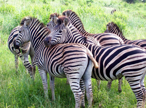 africa-zebras