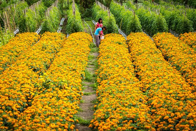 Bali flower field