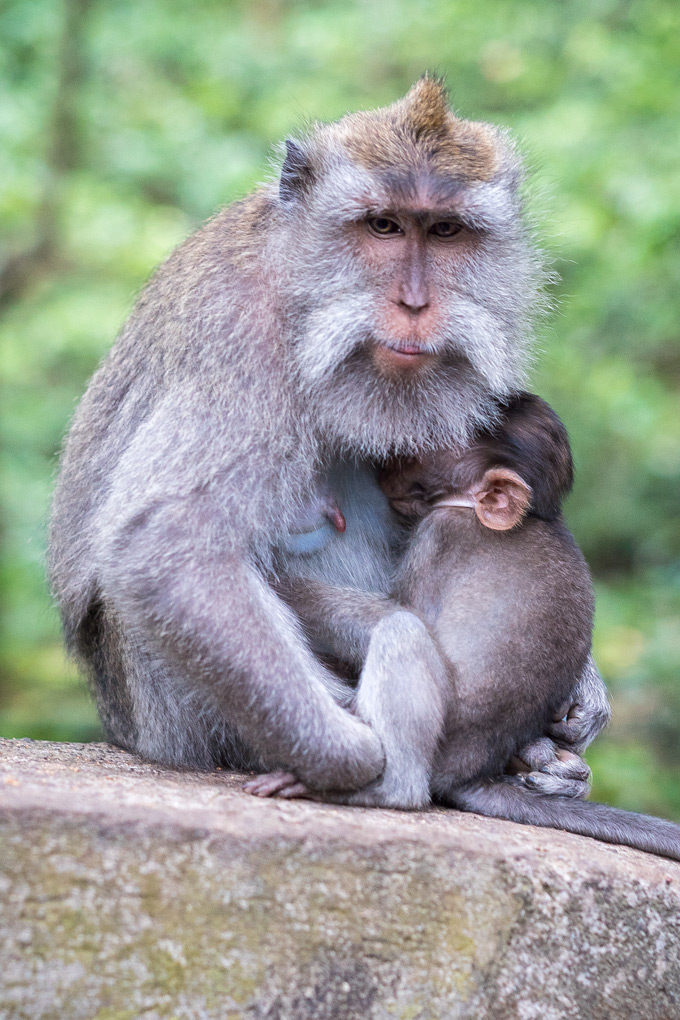 Sacred Monkey Forest Sanctuary, Bali