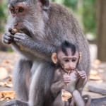 Sacred Monkey Forest Sanctuary, Bali