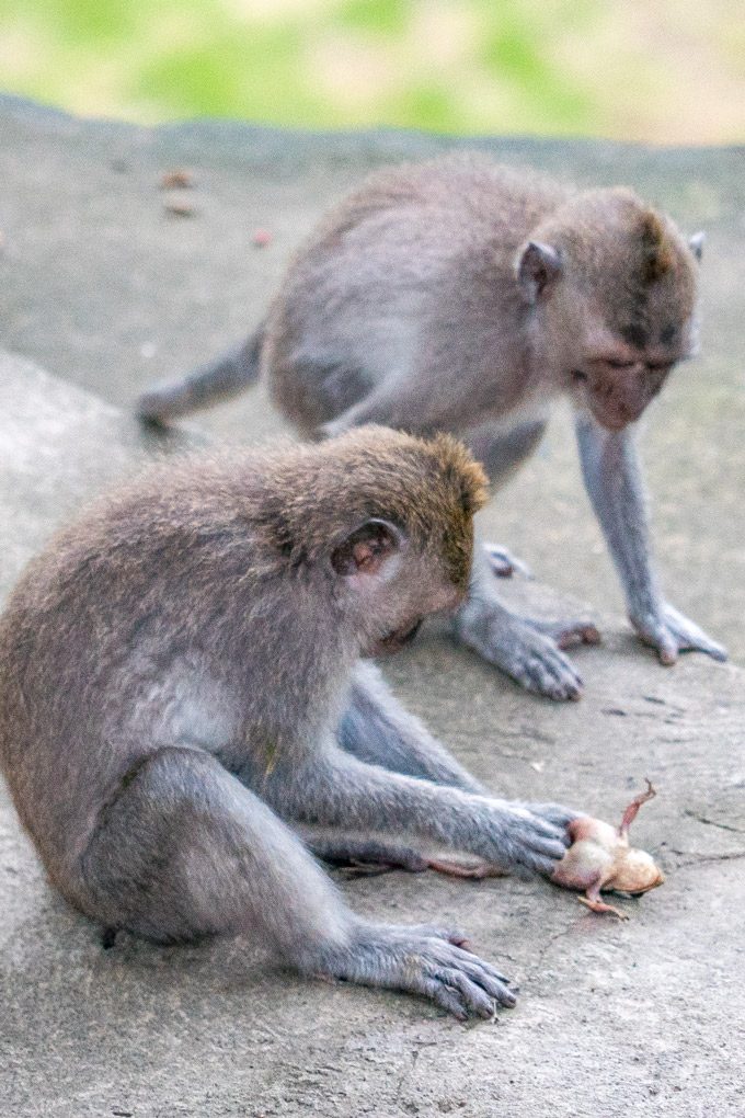 Bali-monkey-frog-V