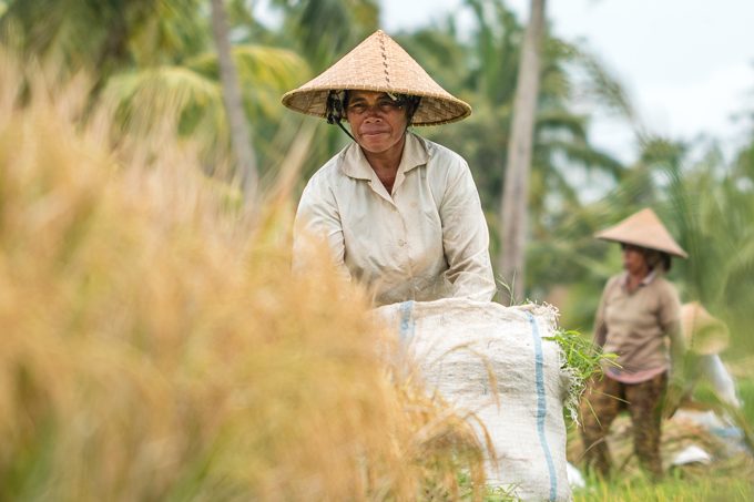 Bali-rice-field-women-H