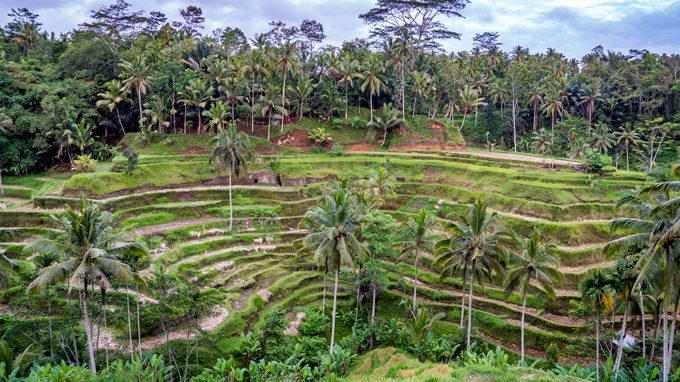 Bali-rice-field-H