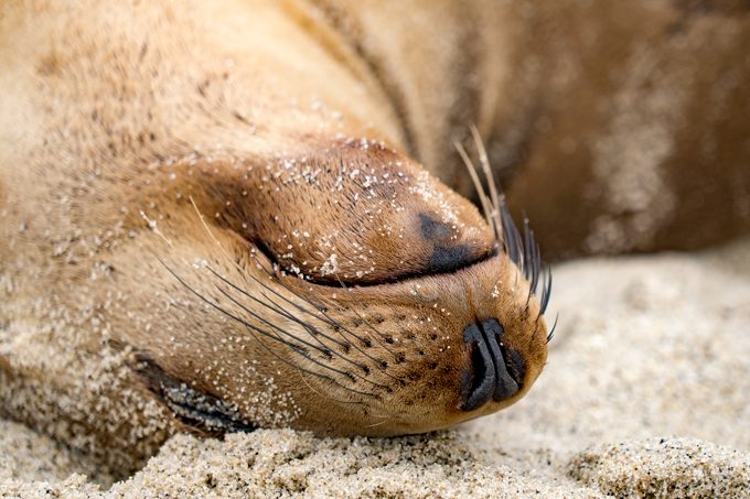 Sea lion sleeping at La Jolla Cove, California