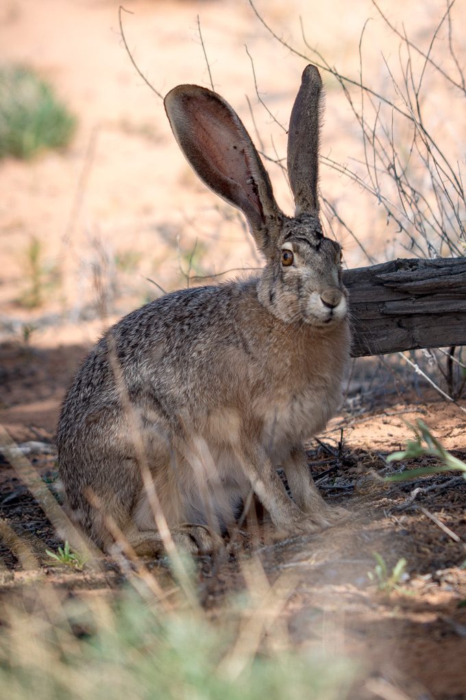 Wild hare rabbit at White Pocket, Arizona