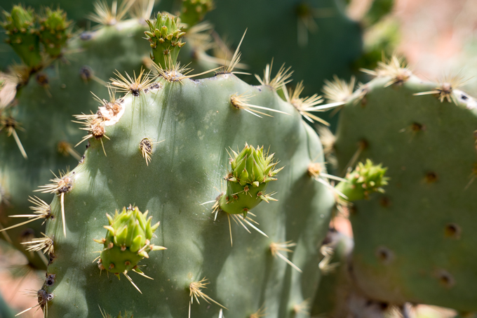 az-sedona-cactus-h