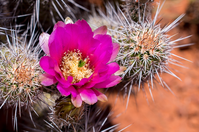 Cactus flower bloom in Man with hat at Red Rocks of Sedona, Arizona