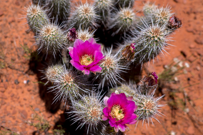 Cactus flower bloom in Man with hat at Red Rocks of Sedona, Arizona