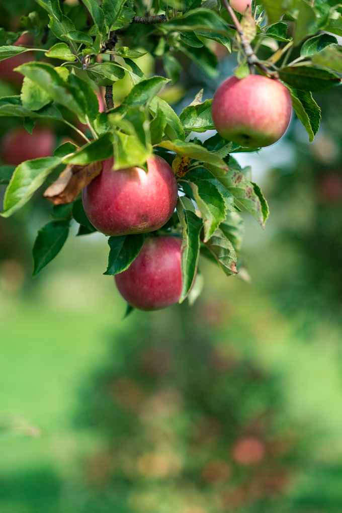 Wasem Fruit Farm apple orchard, Milan, Michigan