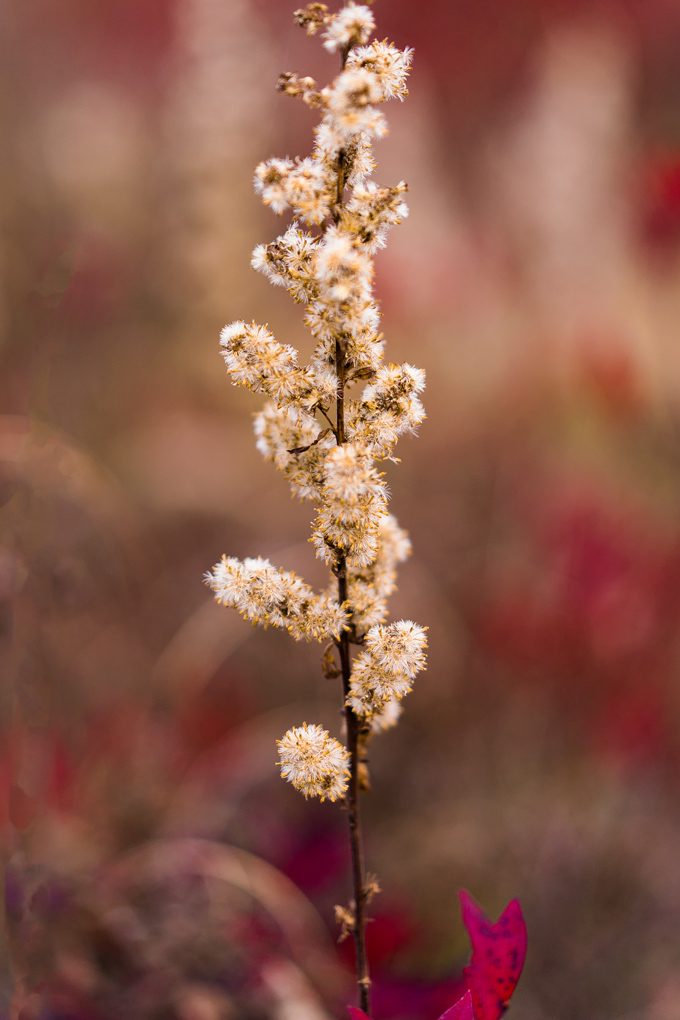 asheville-hike-flowers-v