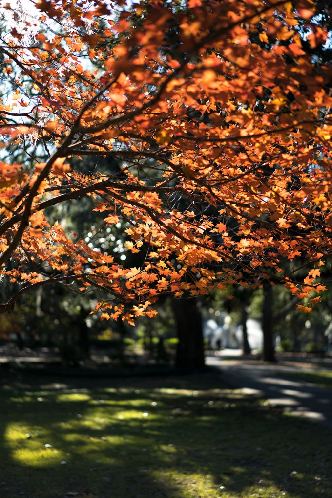 Savannah, Georgia autumn leaves downtown