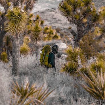 Joshua Tree National Forest Park in California