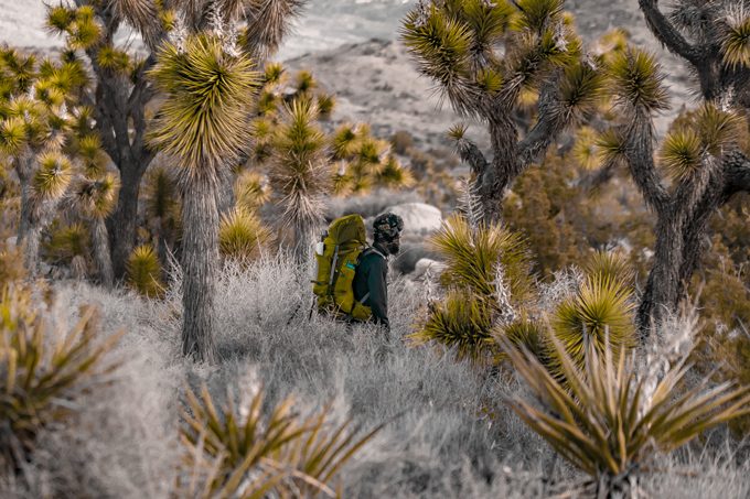 Joshua Tree National Forest Park in California