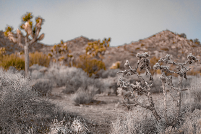 Joshua Tree National Forest Park in California