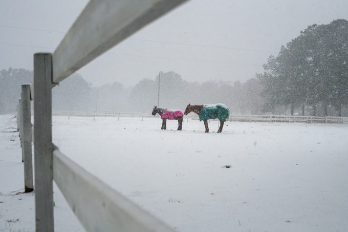 Red-Gate-Snow-horses-H