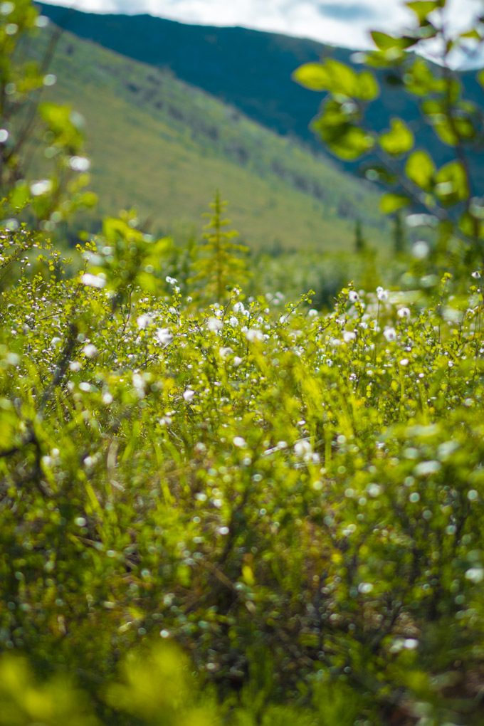 Alaska-Arctic-Grass-Flowers-V
