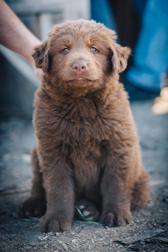 Alaska-puppy-V2