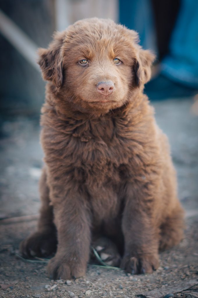 Alaska-puppy-V